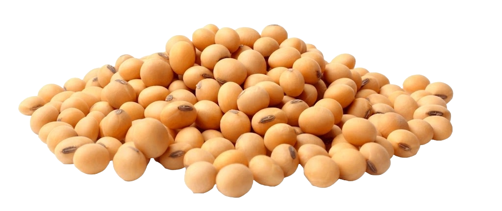 Soyabean